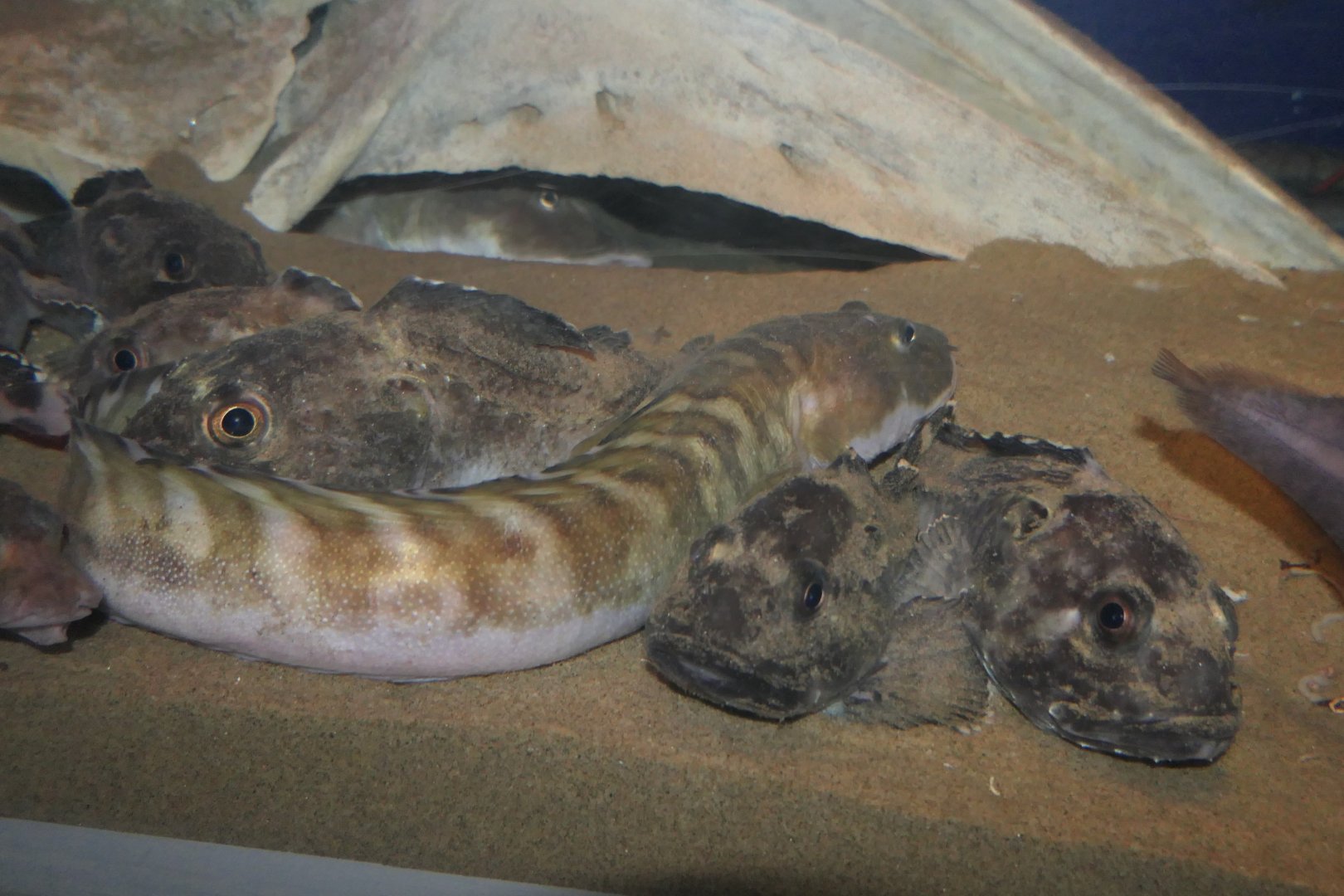 Tanaka's Eelpout (Lycodes tanakae) - Uozu Aquarium