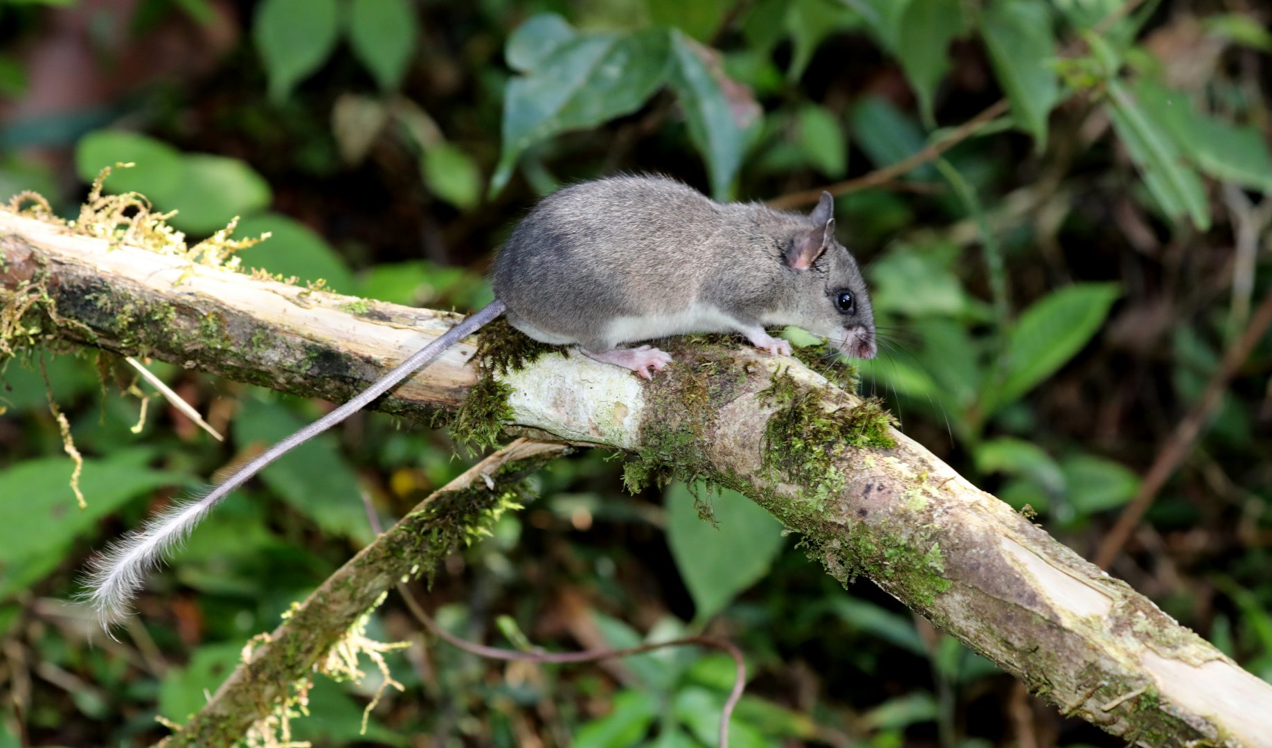 Tanala tufted-tailed rat (Eliurus tanala)