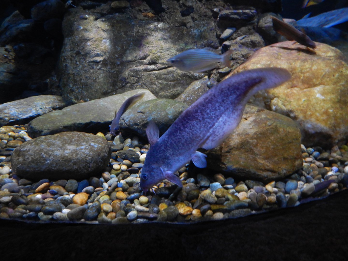 Tandanus Catfish (Eel-Tailed Catfish)