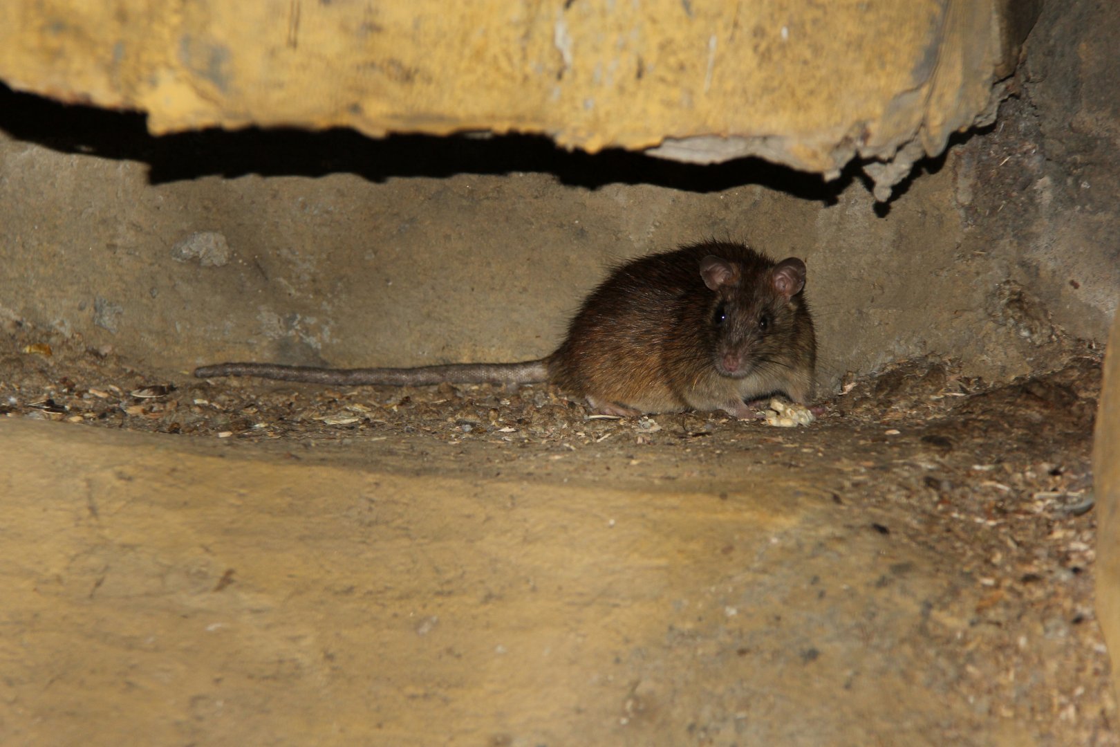 Tanezumi rat (Rattus tanezumi)
