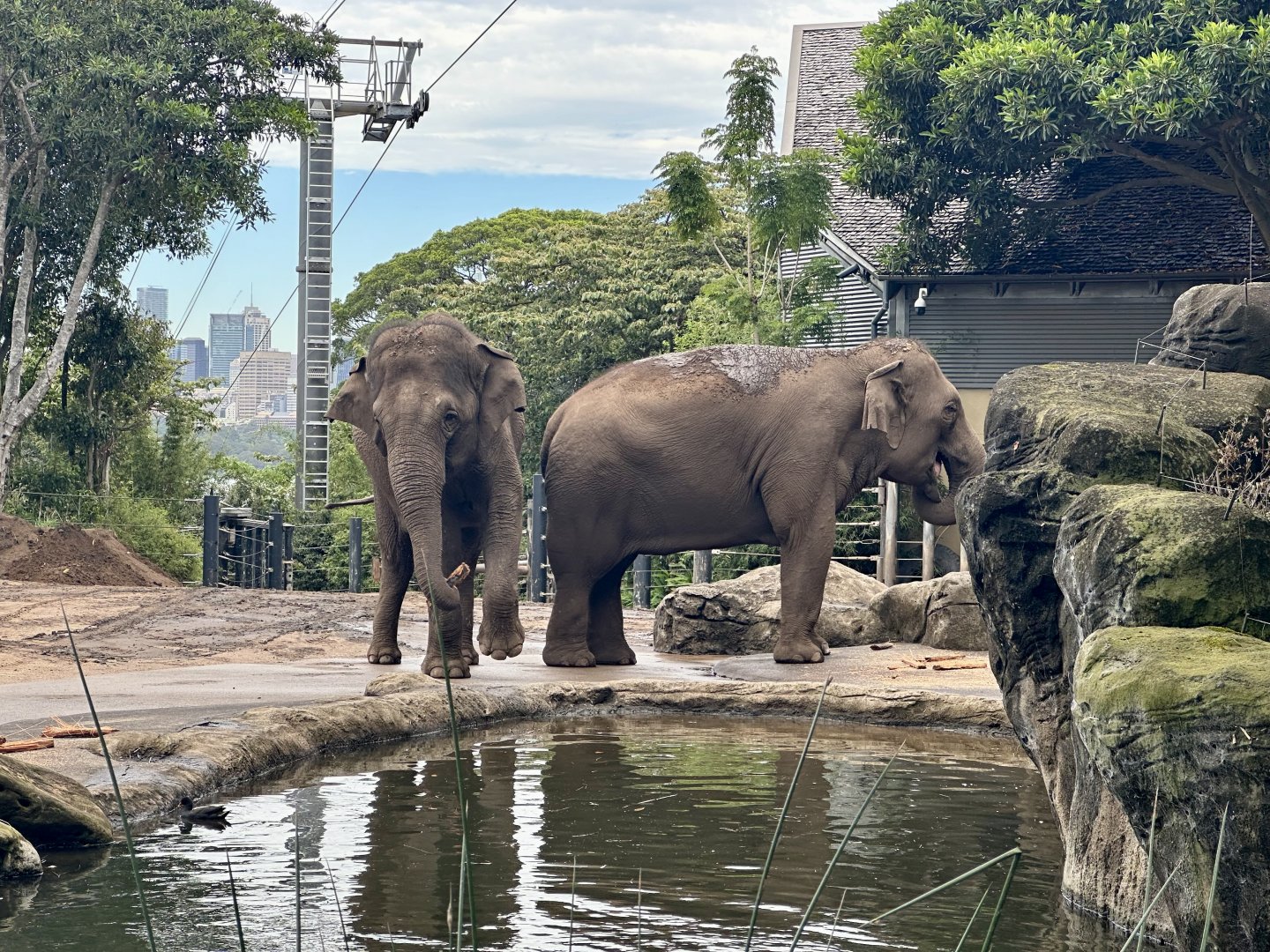 Tang Mo and Pak Boon (Asian Elephants)