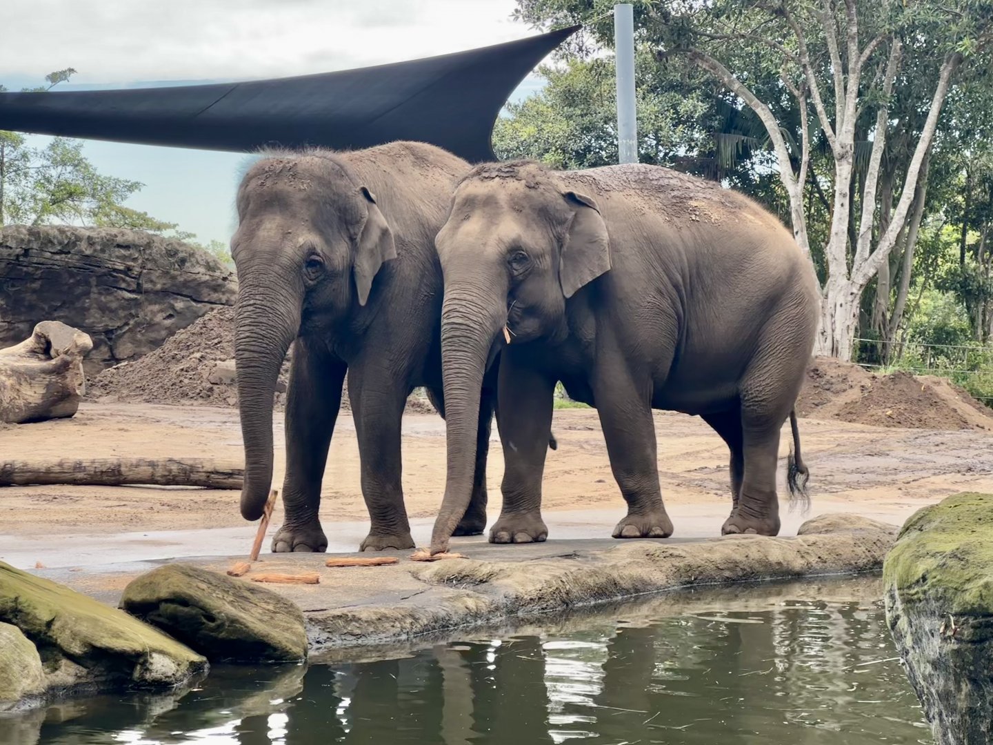 Tang Mo and Pak Boon (Asian Elephants)