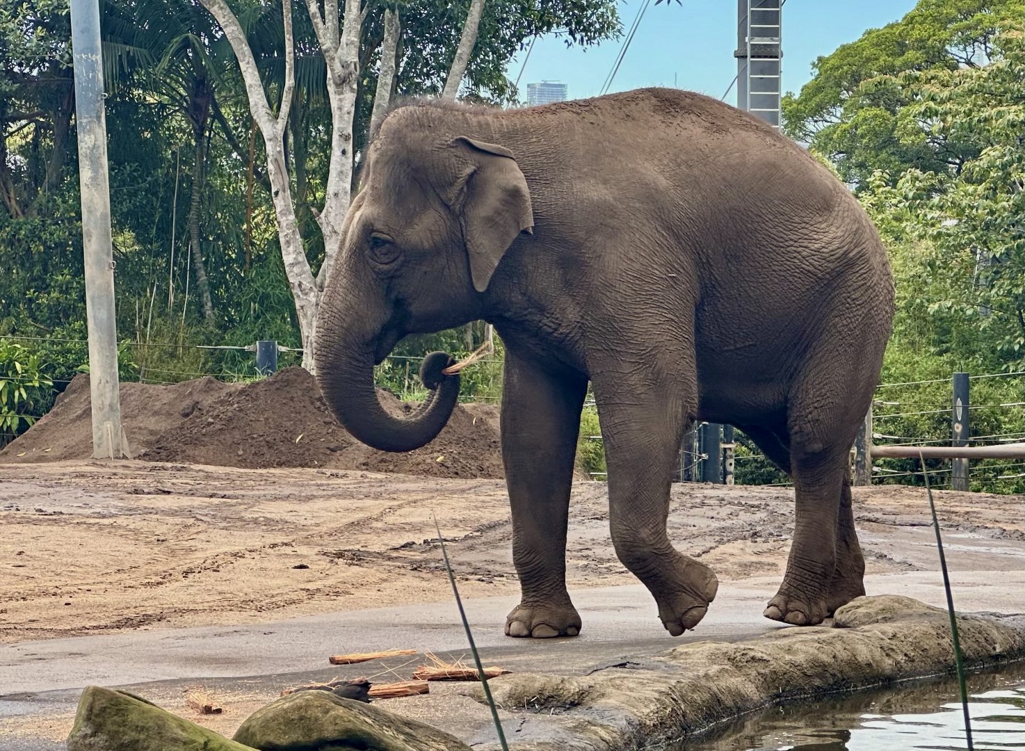 Tang Mo (Asian Elephant)