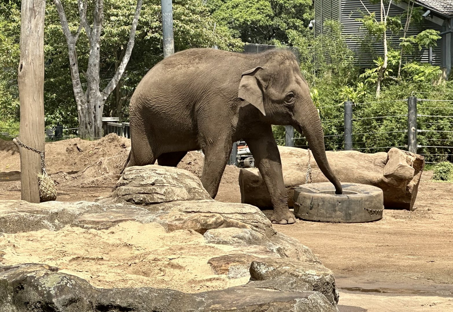 Tang Mo (Asian Elephant)