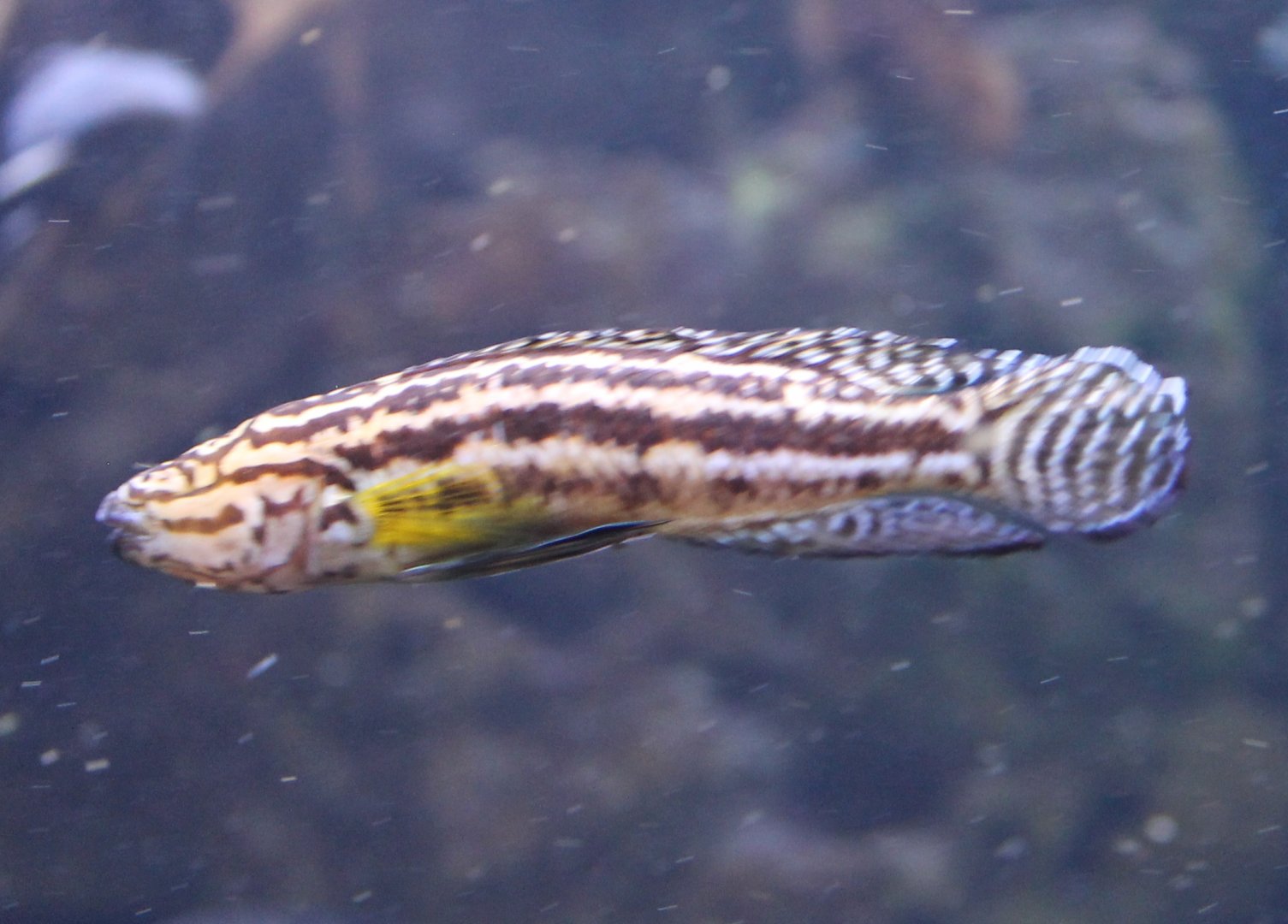 Tangajika-cichlid ID