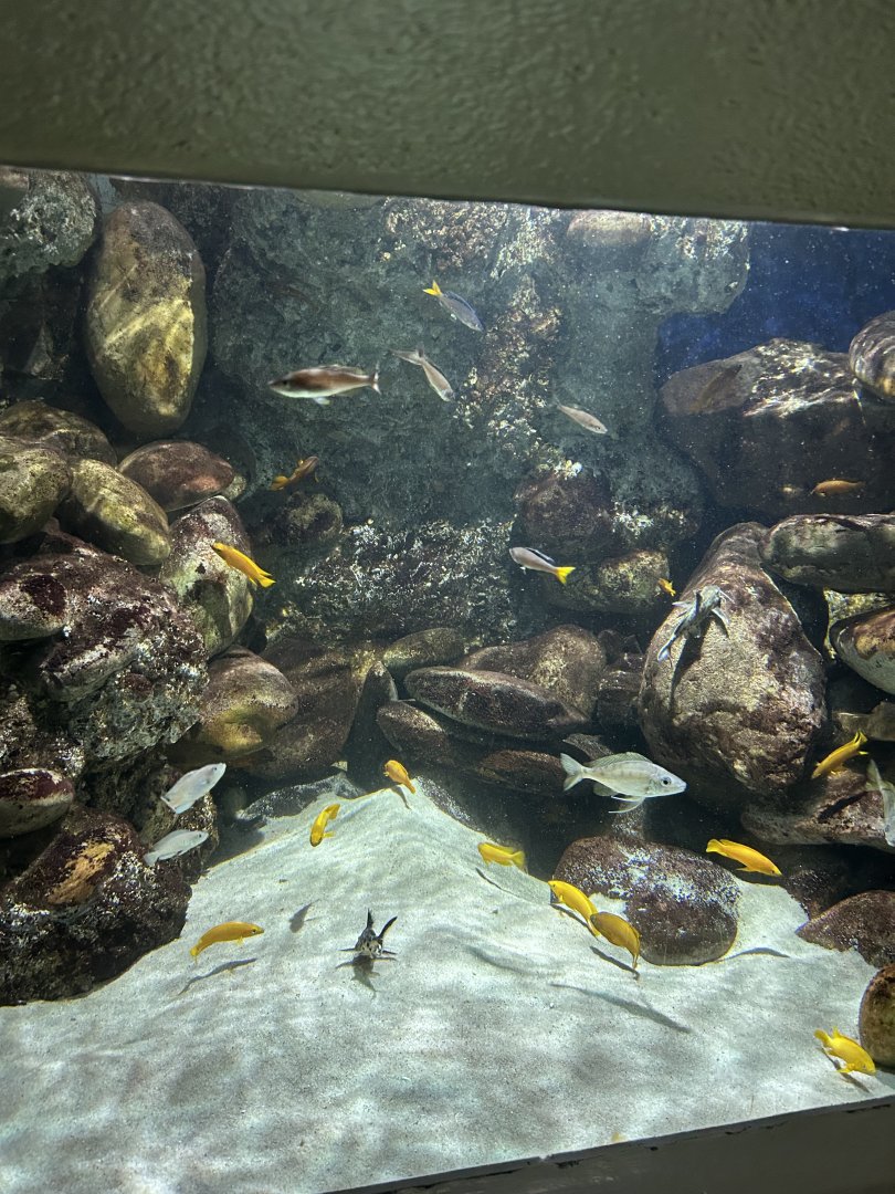 Tanganyika aquarium