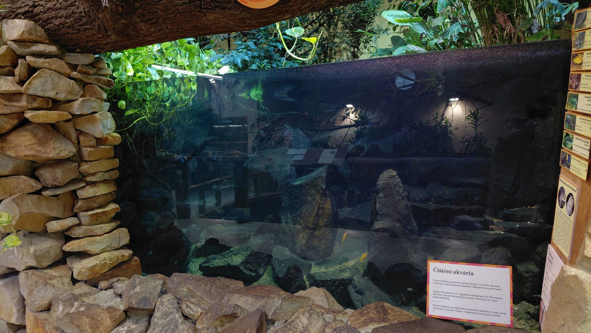 Tanganyika aquarium