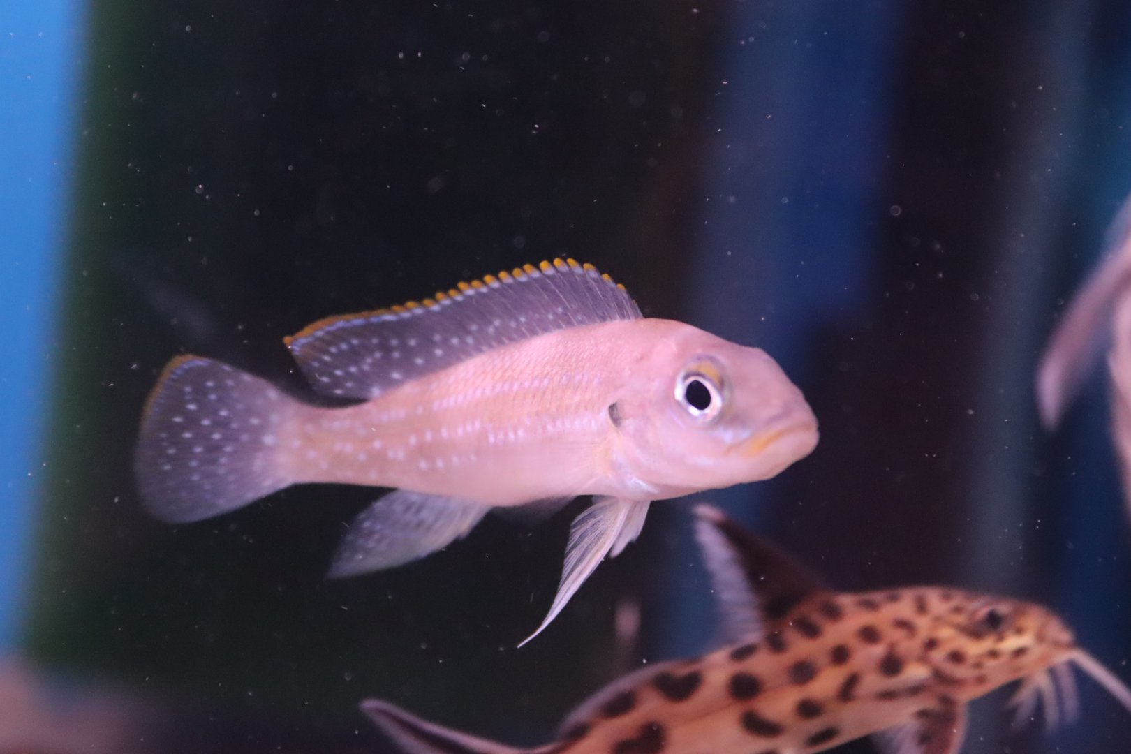 Tanganyika Cichlid ID