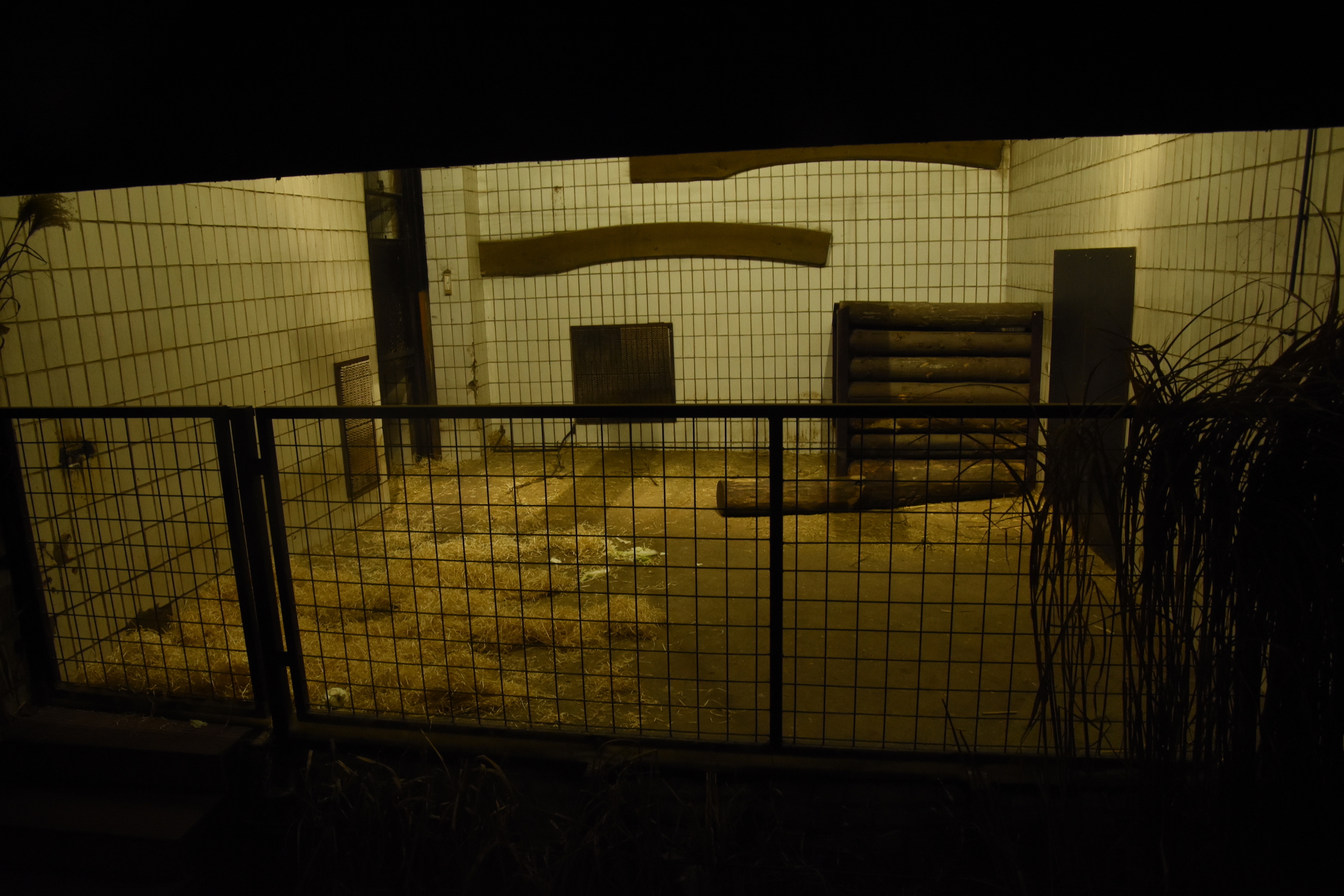 Tanganyika house - Red river hog indoors