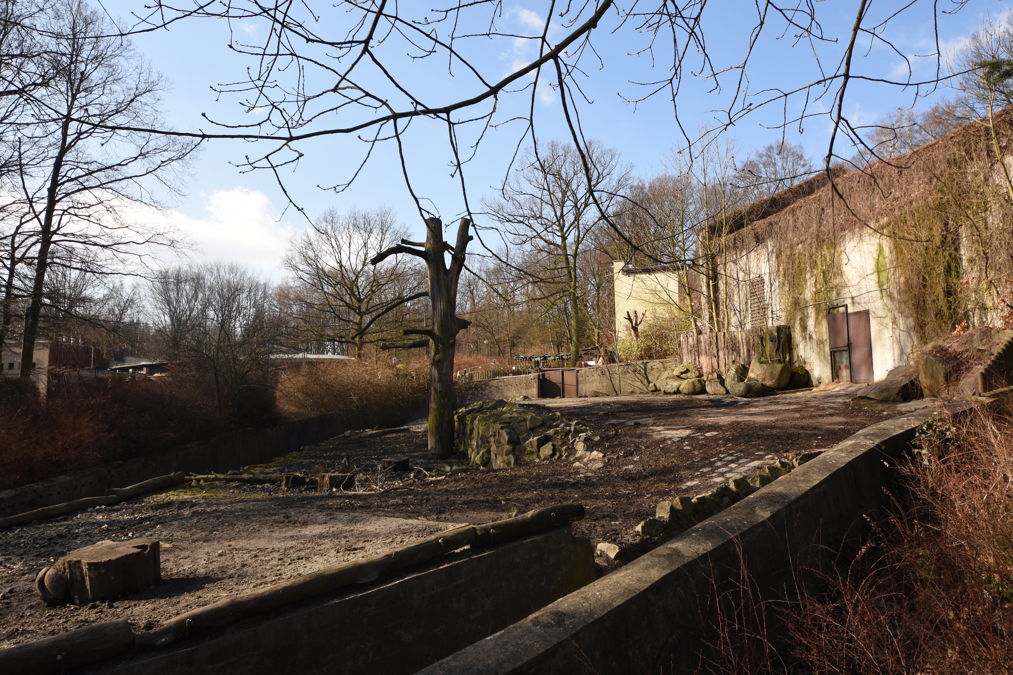 Tanganyika house - Red river hog outdoors