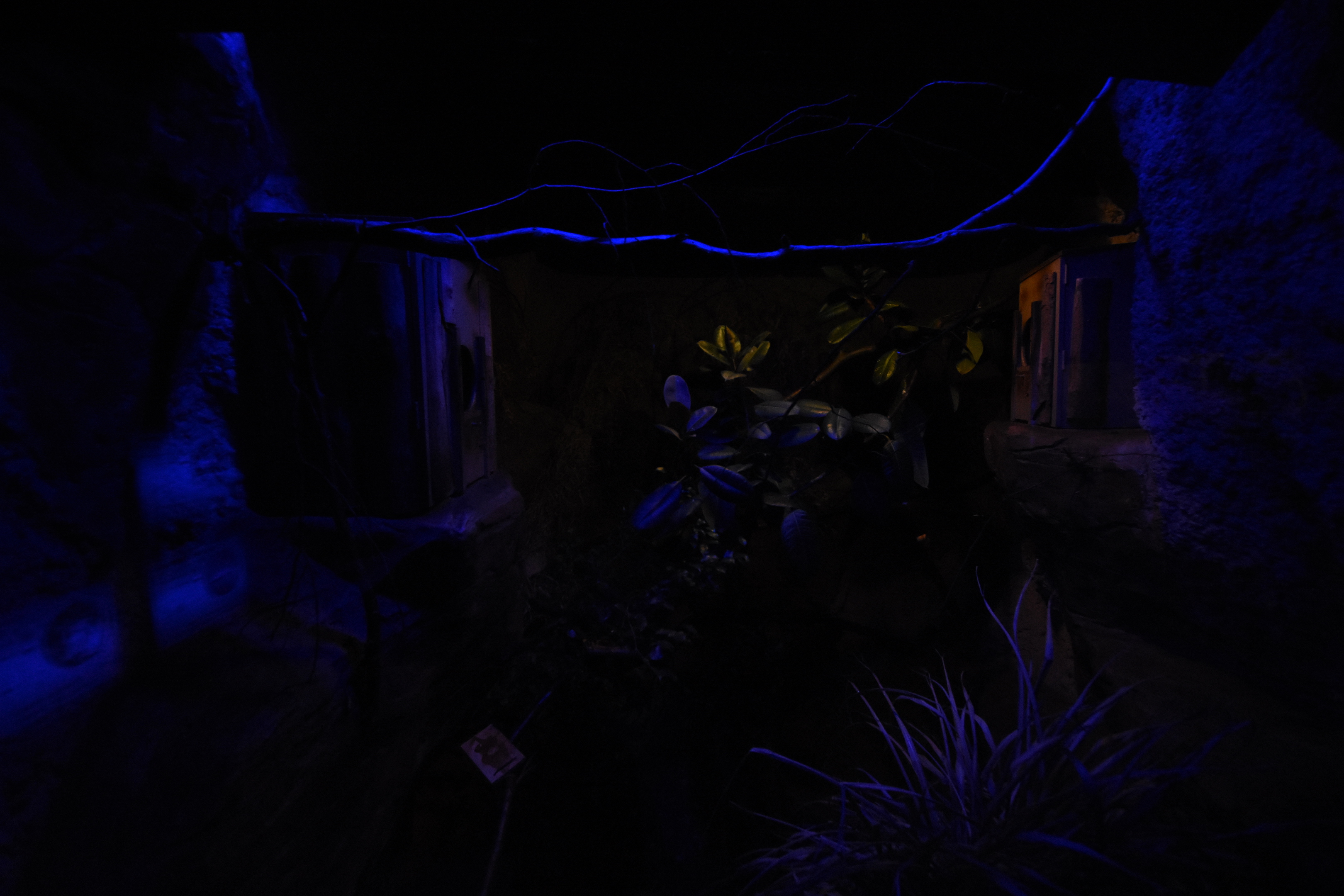 Tanganyika house - Senegal bushbaby enclosure