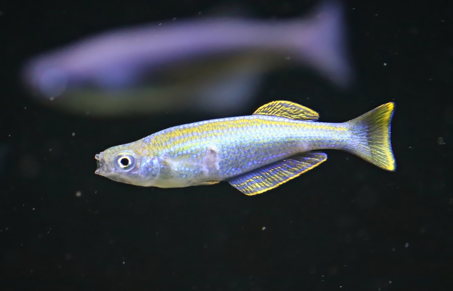 Tanganyika killifish (Lamprichthys tanganicanus)