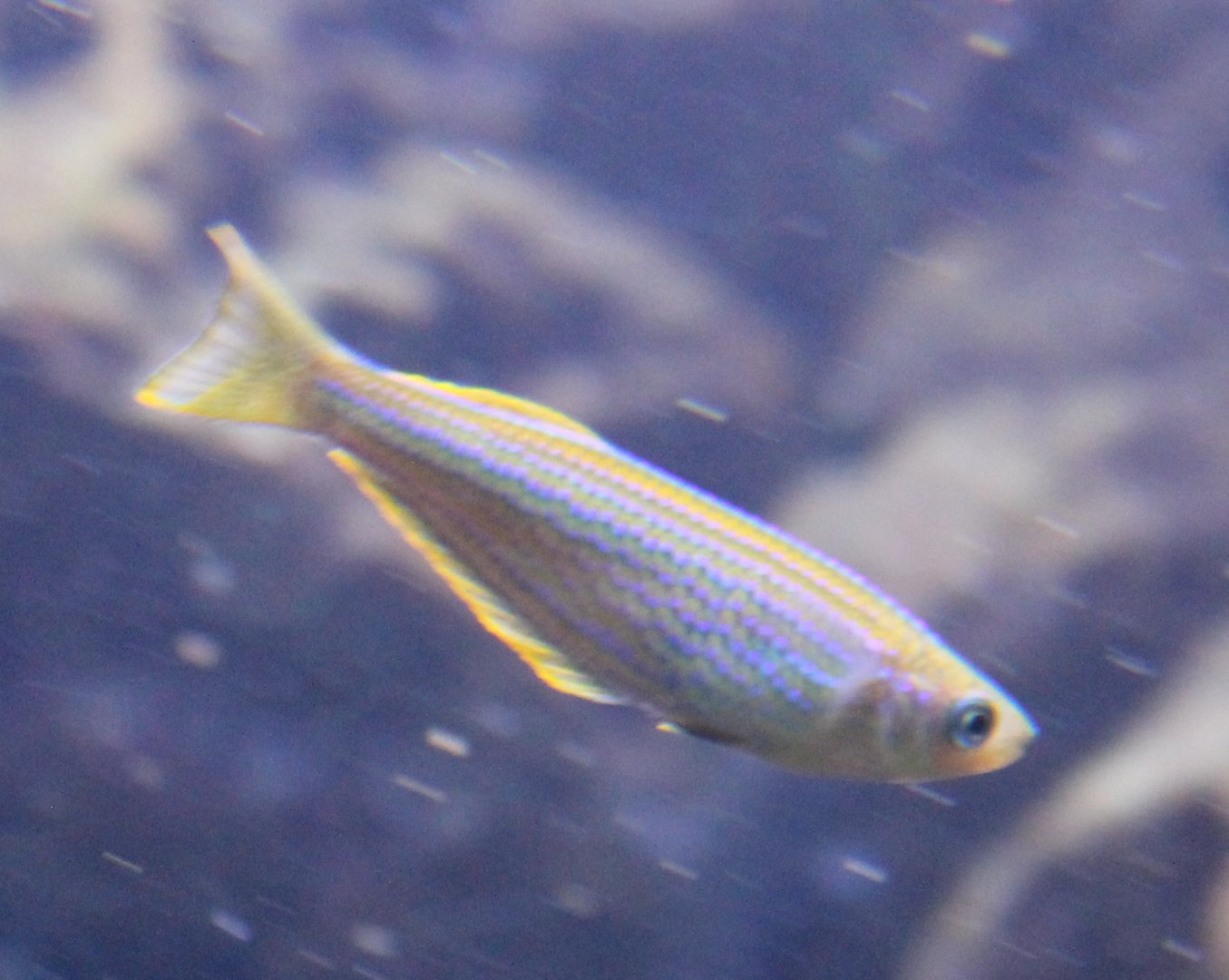 Tanganyika killifish - Lamprichthys tanganicus