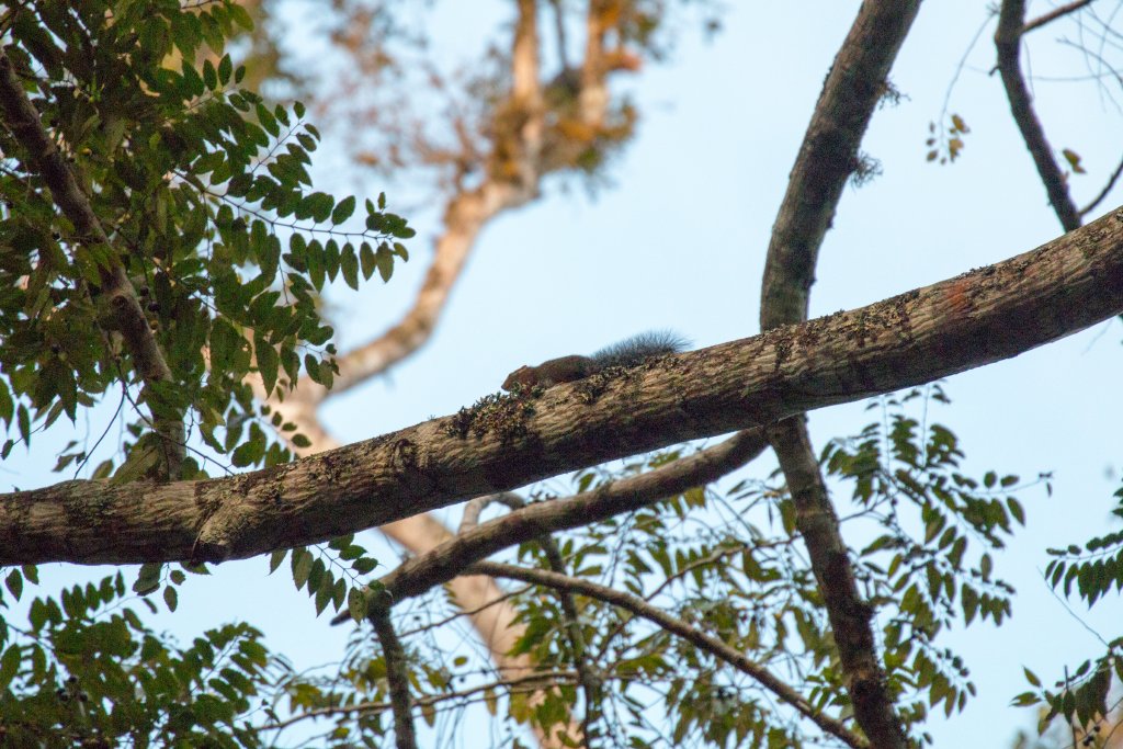 Tanganyika Mountain Squirrel