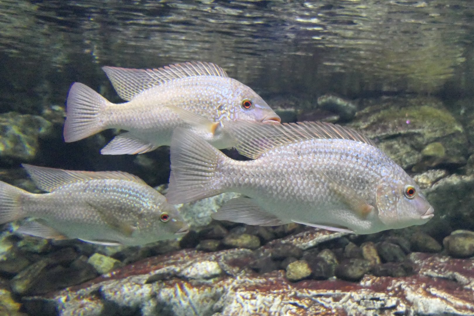 Tanganyika Tilapia (Oreochromis tanganicae) - Lake Biwa Museum