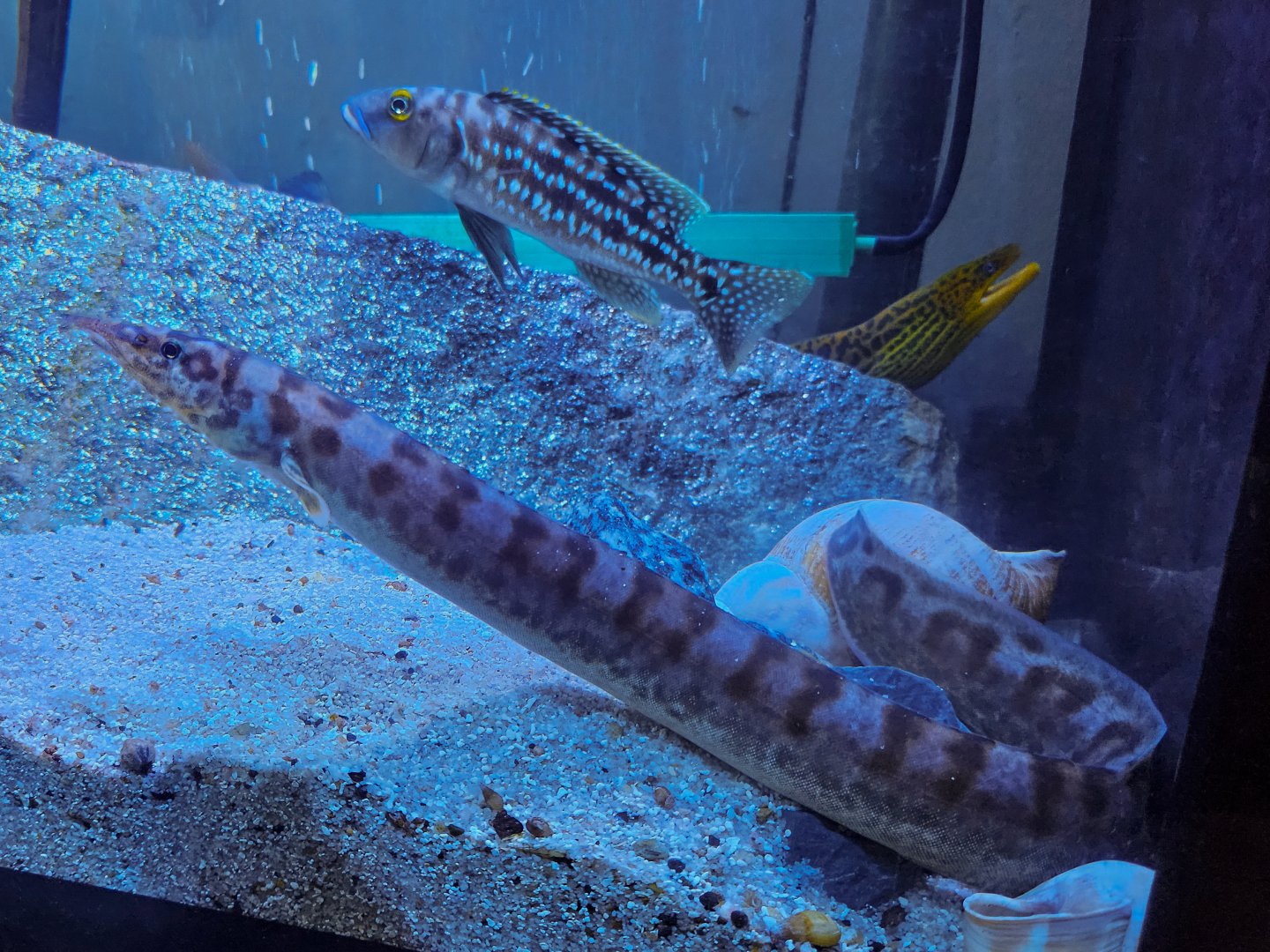Tanganyikan Broad-banded Spiny Eel (Mastacembelus ellipsifer)