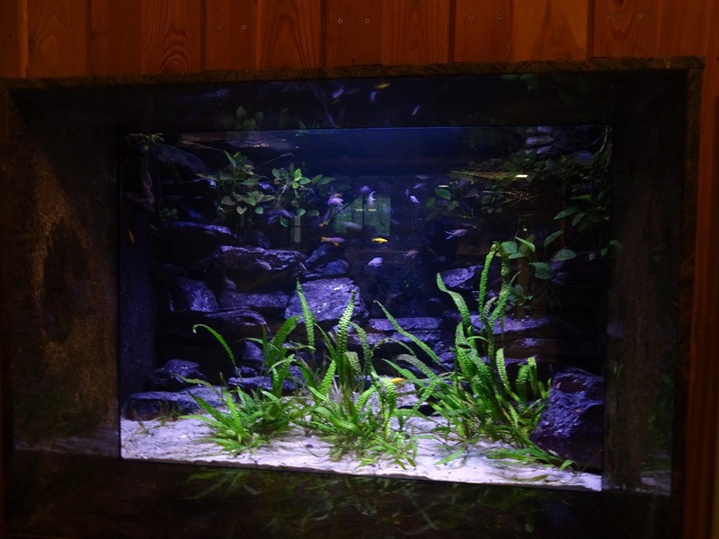 Tanganyikan cichlids aquarium