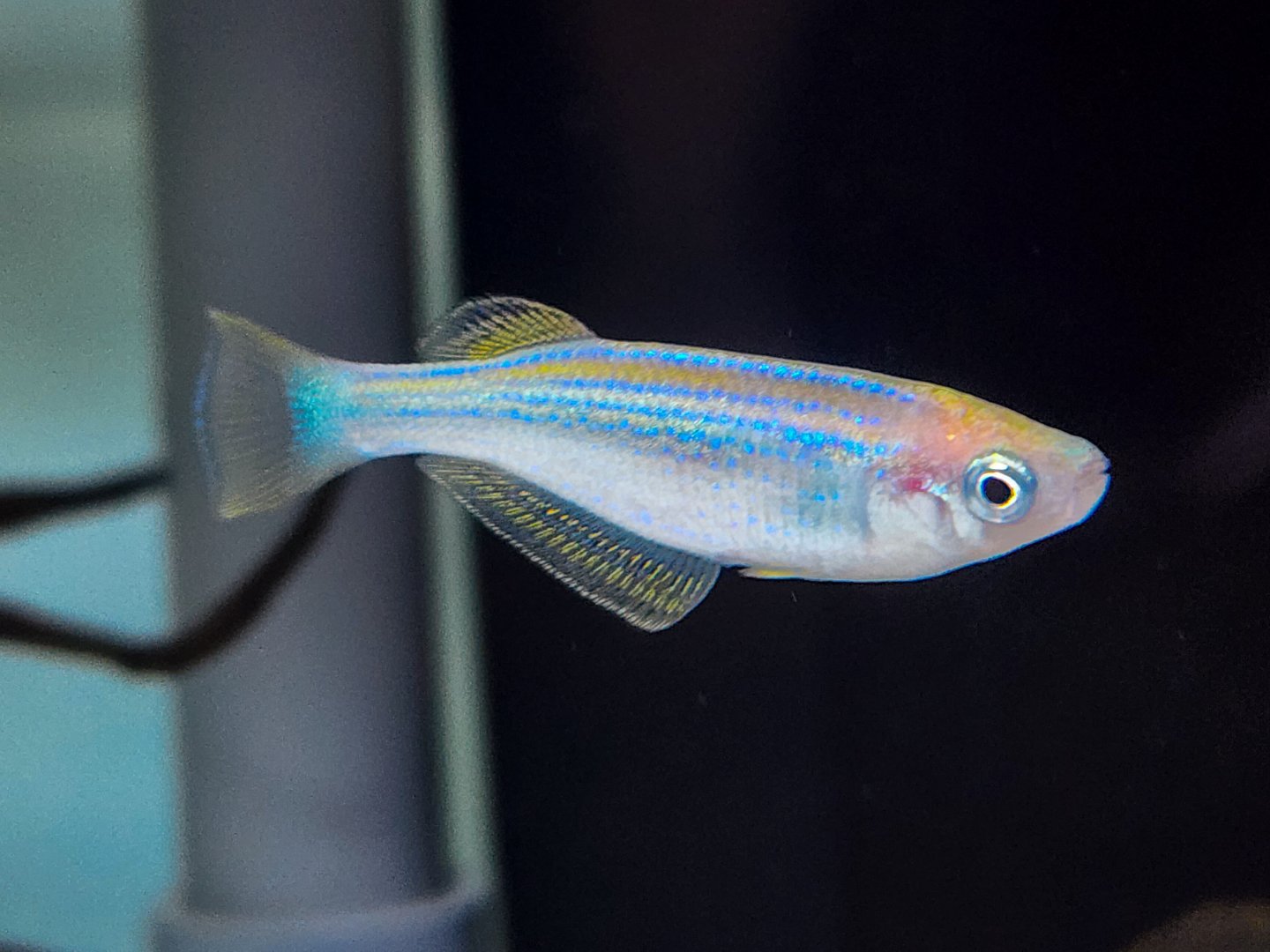 Tanganyikan Killifish (Lamprichthys tanganicanus)