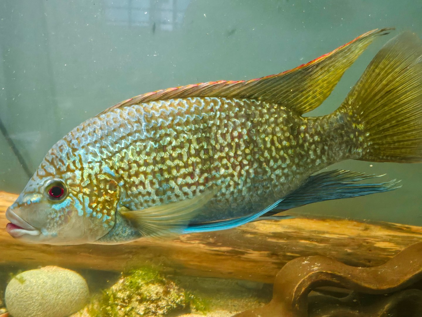 Tanganyikan Tilapia (Oreochromis tanganicae)