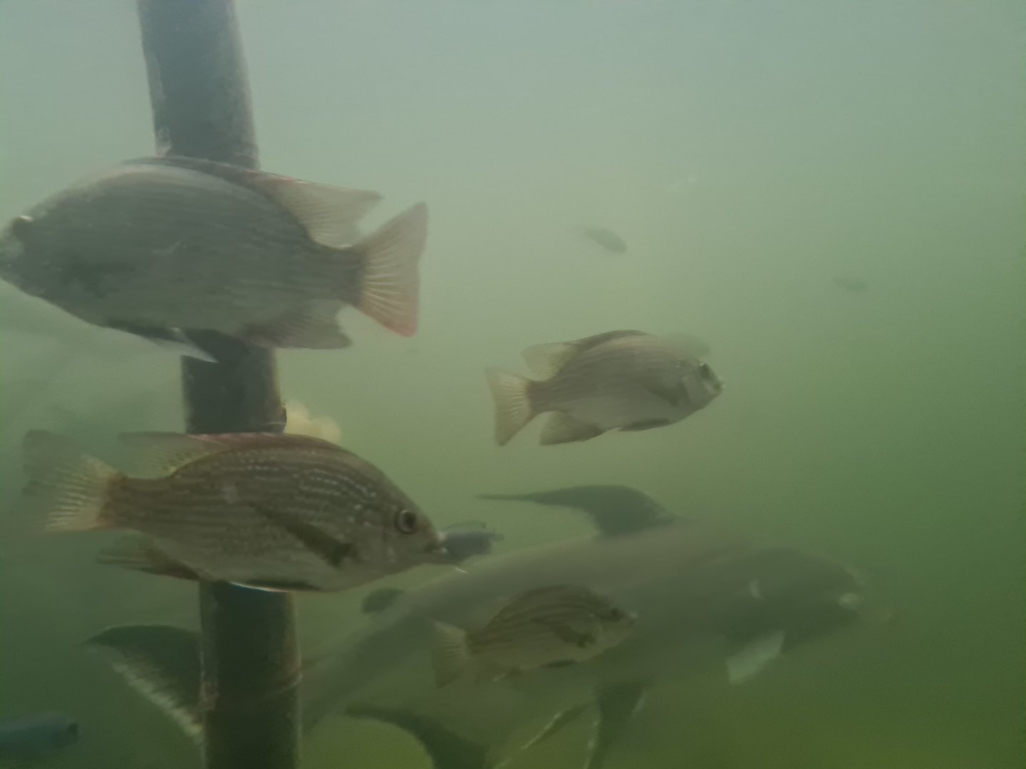 Tanganyikan tilapias and Paroon shark in Pankong river