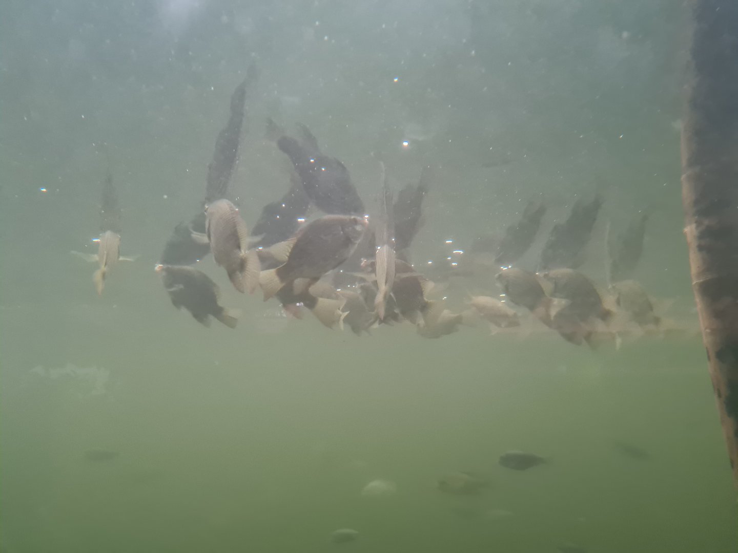 Tanganyikan tilapias in Pankong river