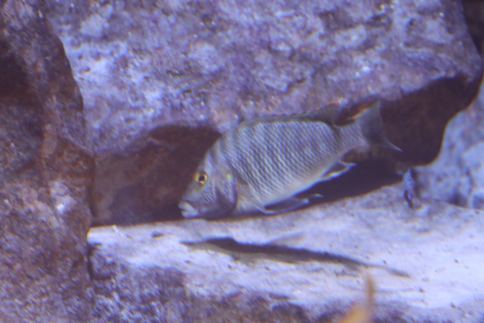 Tanganyka Cichlid ID