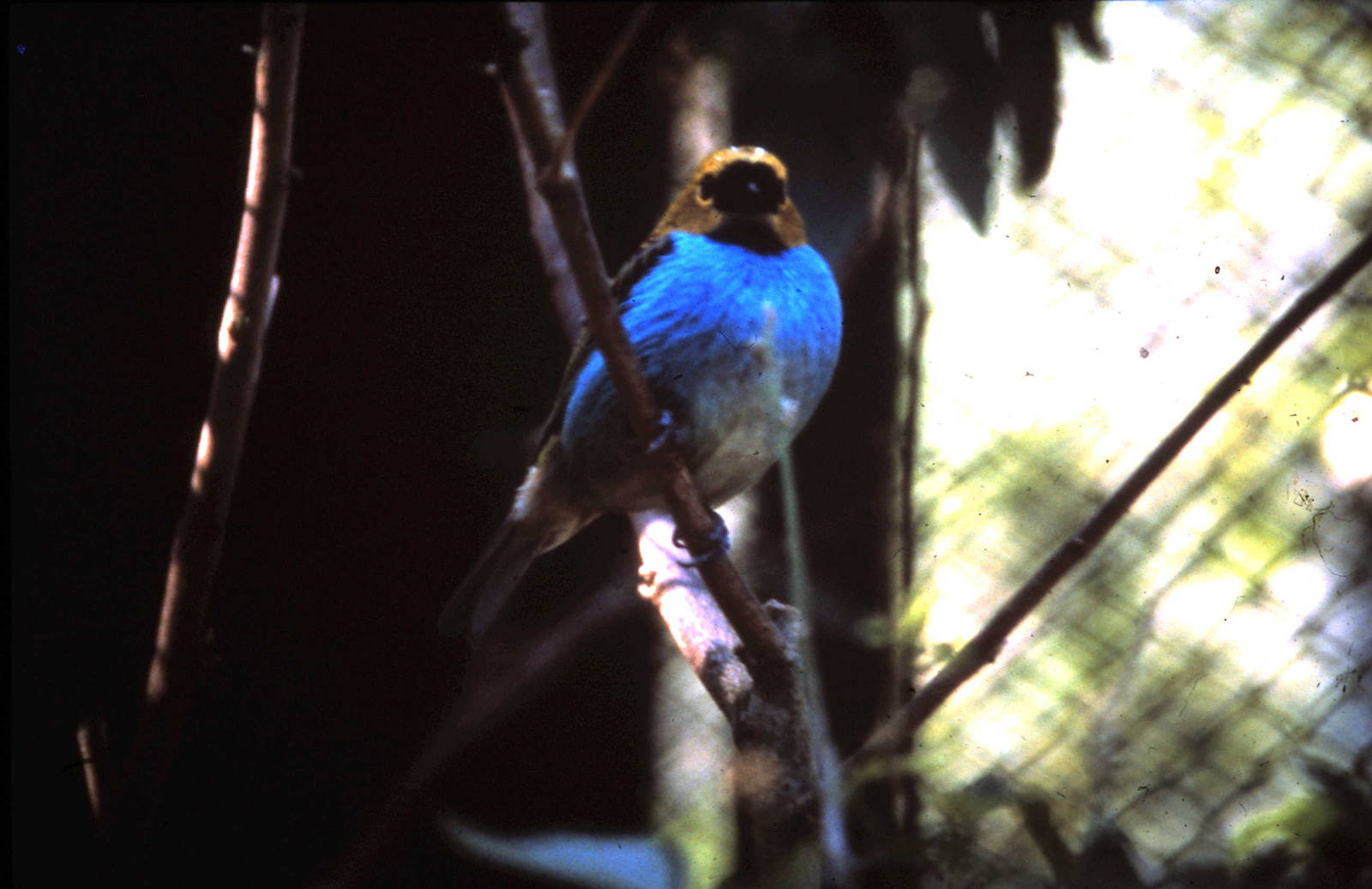 Tangara cyanoventris