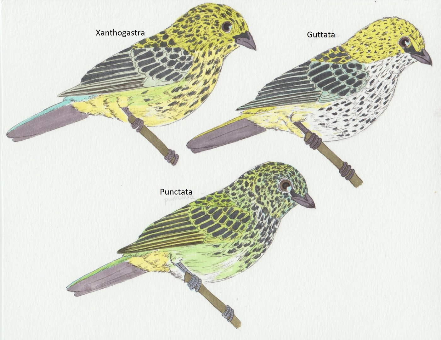 Tangara guttata - punctata