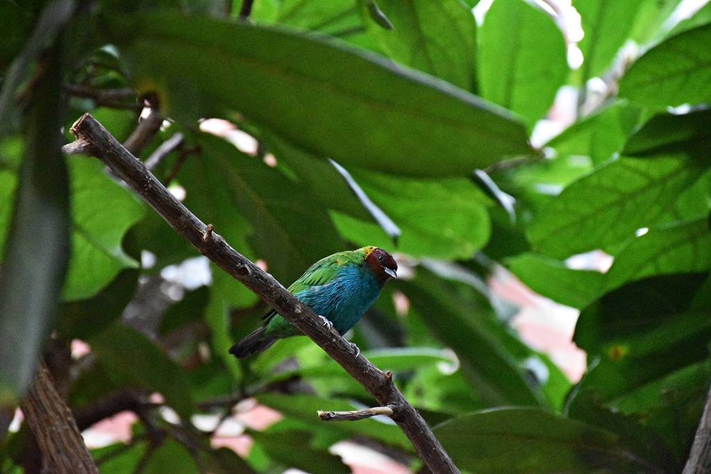 Tangara gyrola catharinae