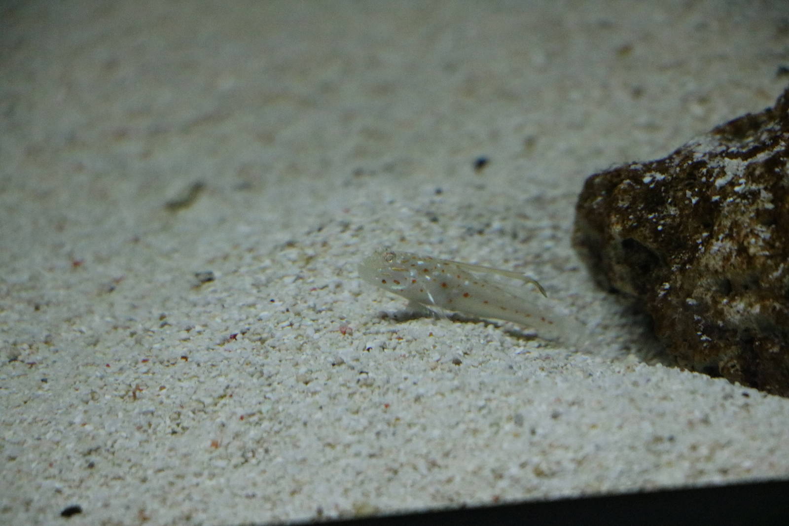 Tangaroa goby? - EPSON Aqua Park, February 2016
