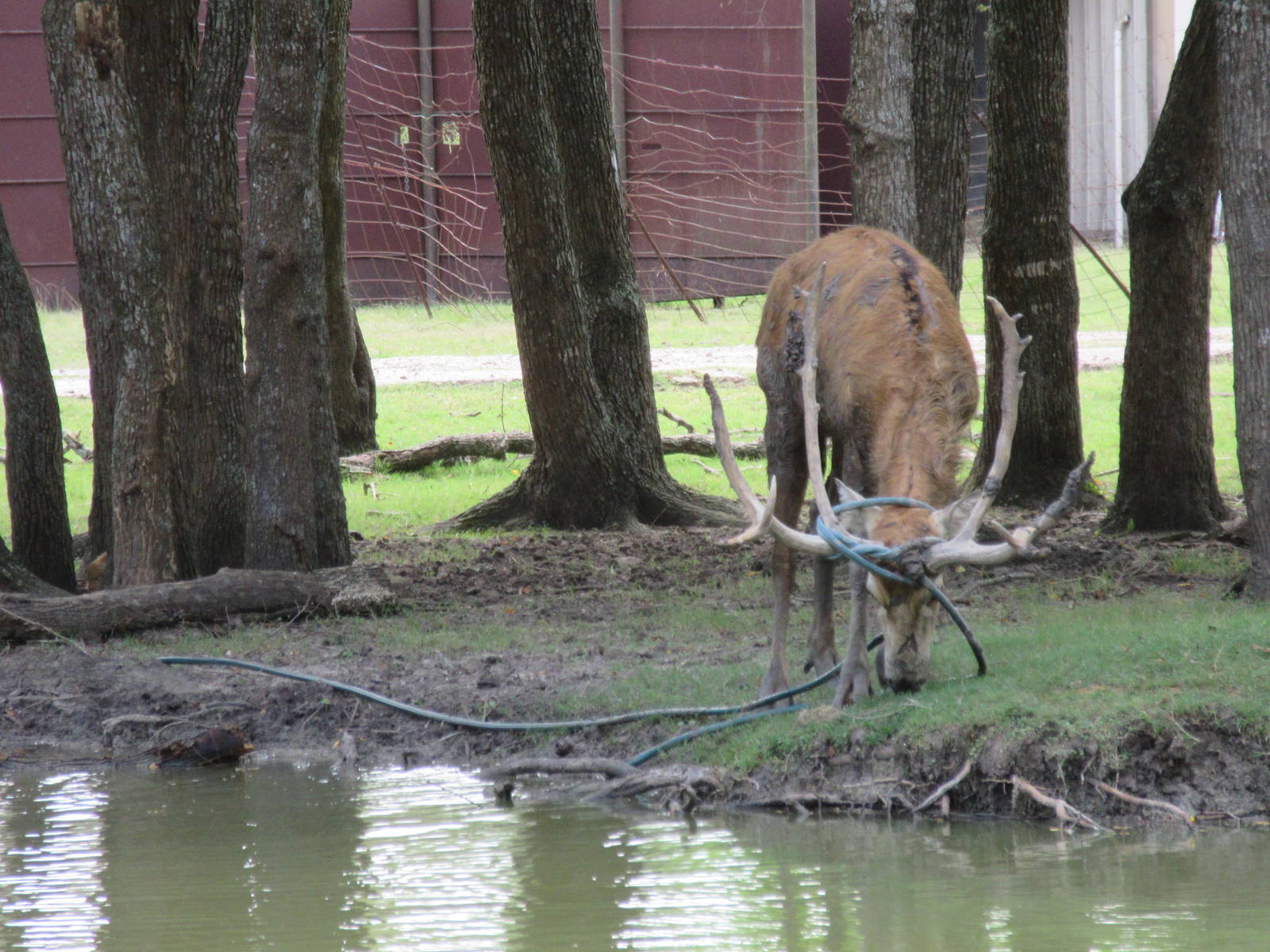 Tangled with a water hose?