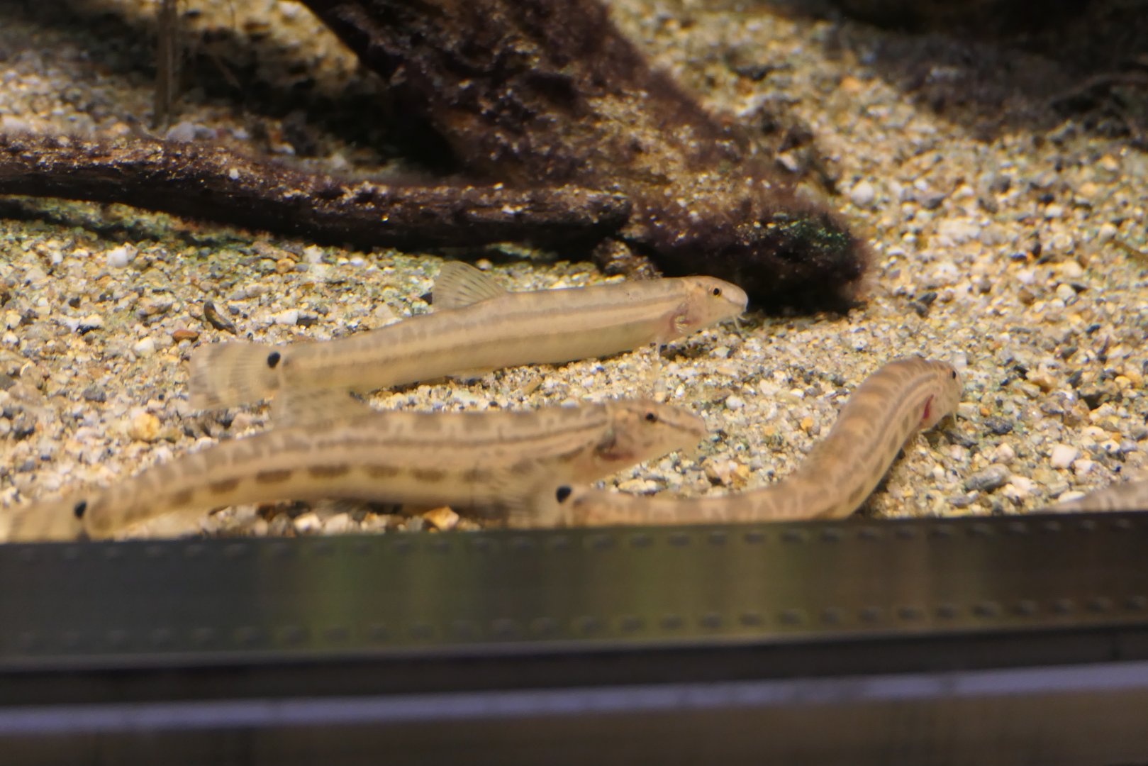 Tango Stripe Spined Loach (Cobitis takenoi) - Lake Biwa Museum
