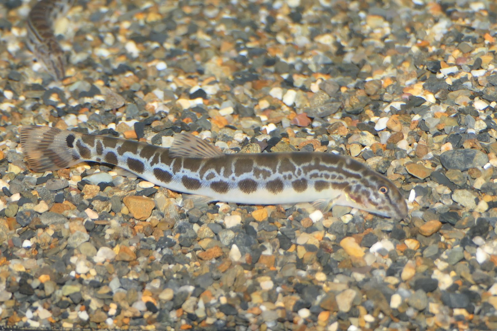 Tango Stripe Spined Loach (Cobitis takenoi)