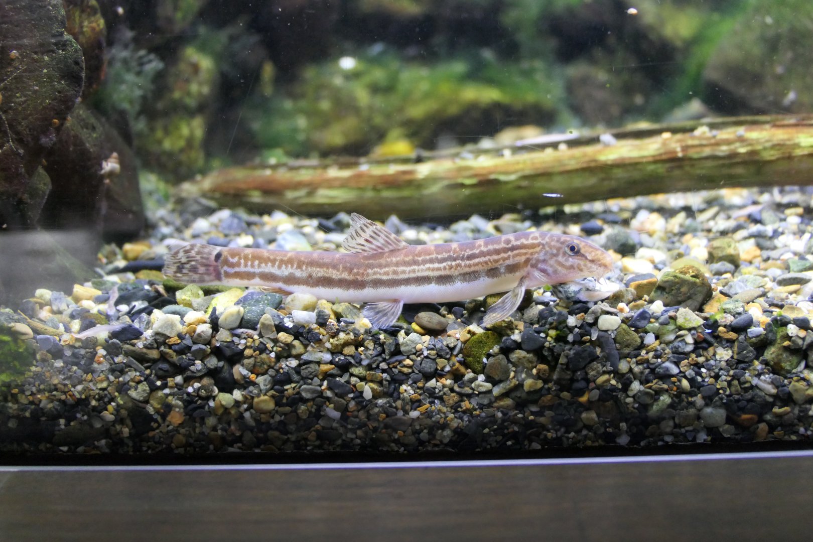 Tango Stripe Spined Loach (Cobitis takenoi)