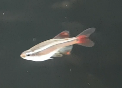 Tanichthys albonubes "linni"