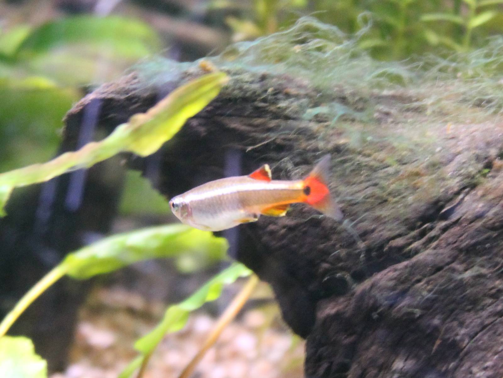 Tanichthys albonubes