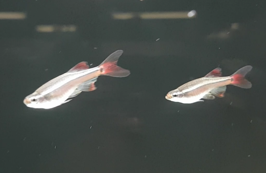 Tanichthys albonubes