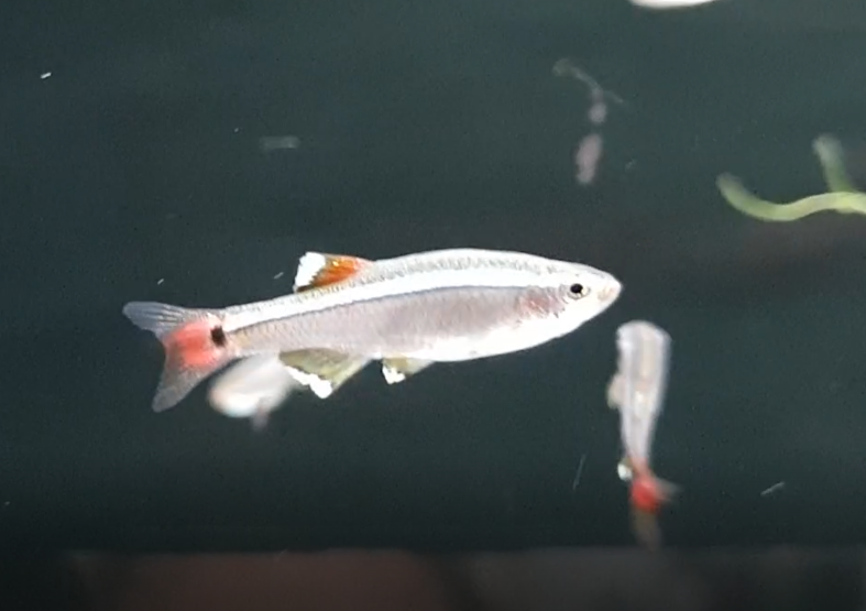 Tanichthys albonubes