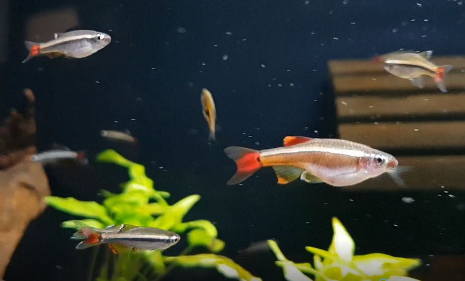 Tanichthys micagemmae