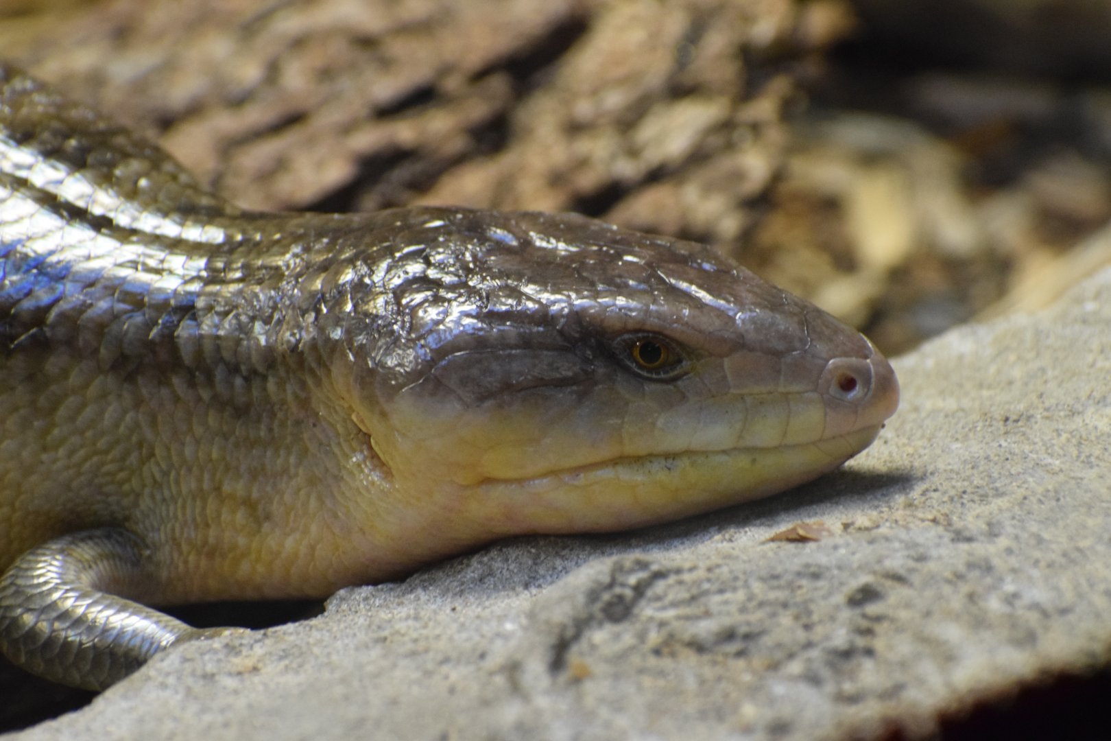 Tanimbar blue-tongued skink - February 2024