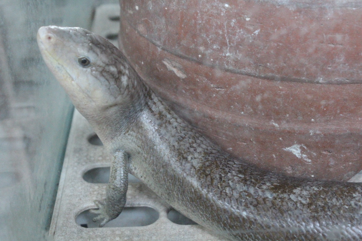 Tanimbar blue-tongued skink (Tiliqua scincoides chimaera) - Taman Konservasi Sato Loka