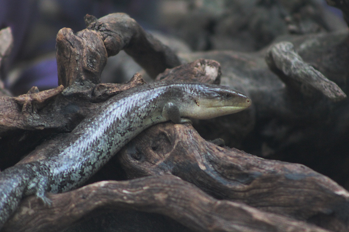 Tanimbar blue-tongued skink (Tiliqua scincoides chimaera)