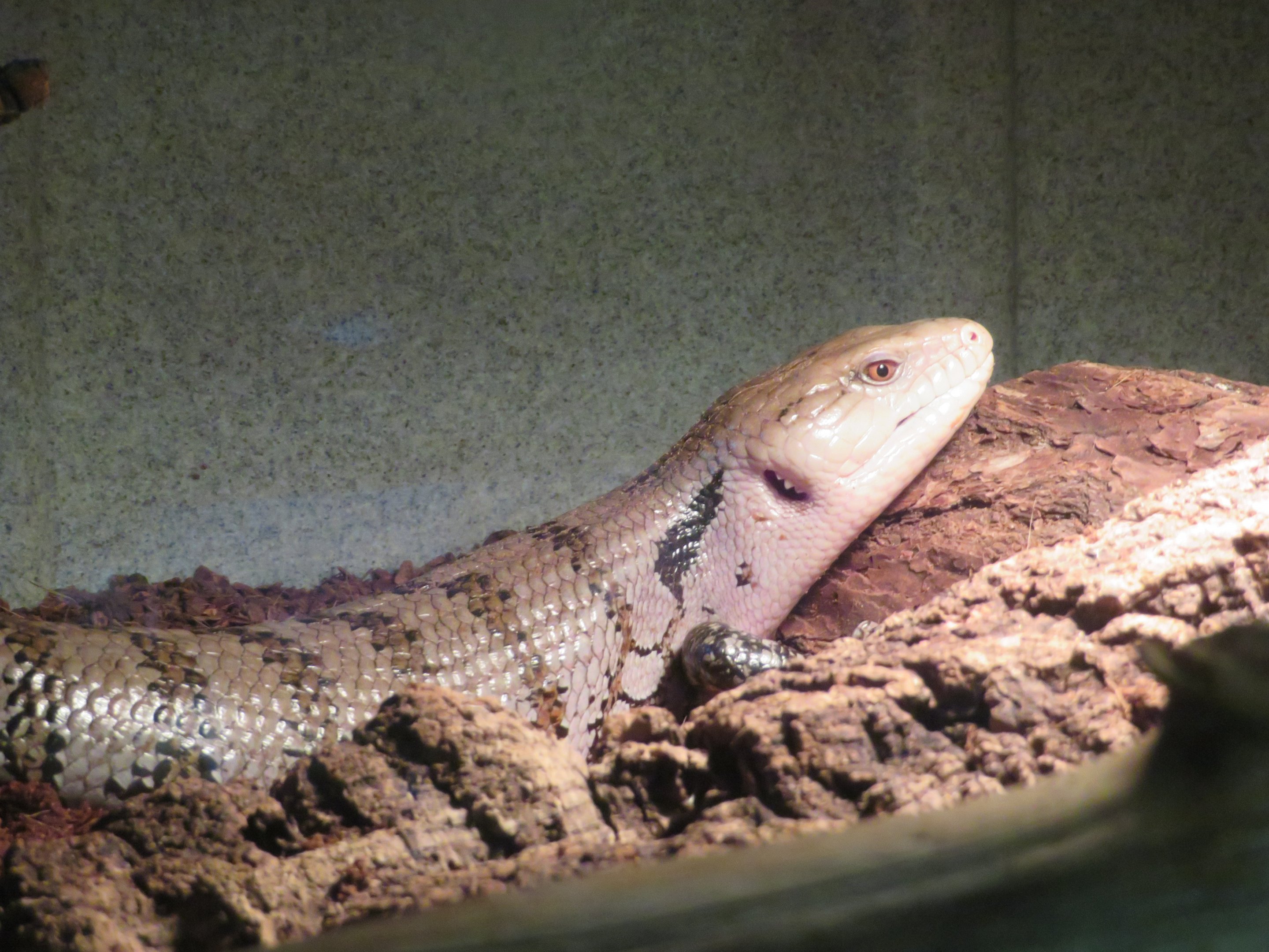Tanimbar Blue-tongued Skink