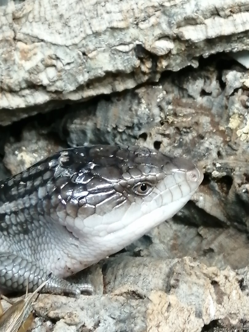 Tanimbar Blue-tongued Skink
