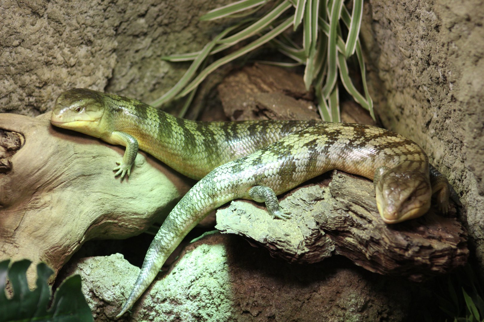 Tanimbar Blue-Tongued Skinks