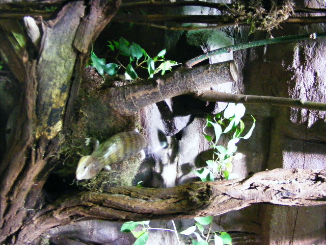 Tanimbar Bluetongie-Skink climbing akva tera