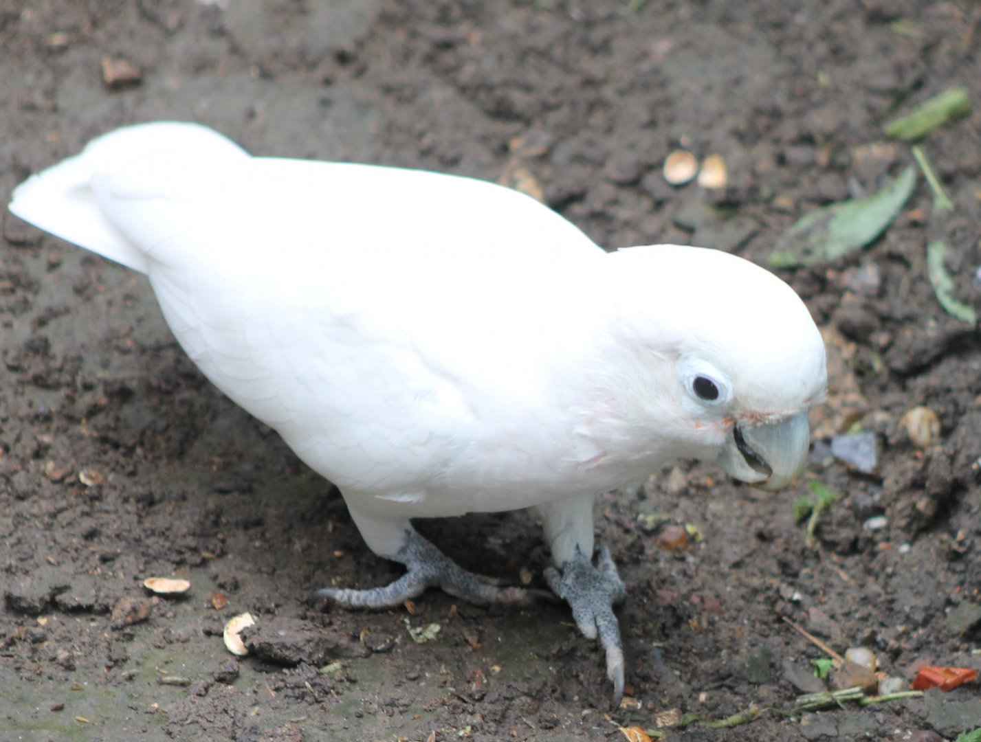 Tanimbar cockatoo