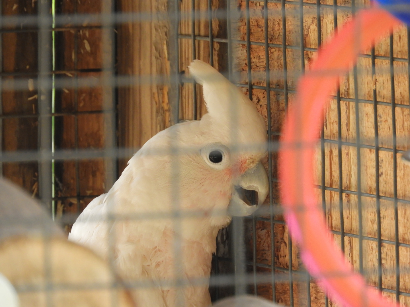 Tanimbar Corella (Cacatua goffini)