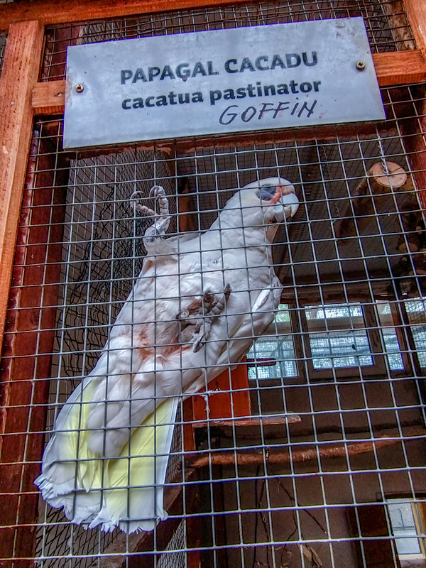 Tanimbar corella (Cacatua goffiniana)