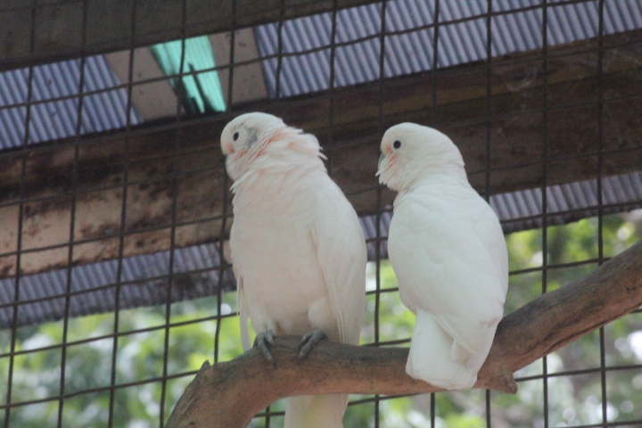 Tanimbar corella (Cacatua goffiniana)